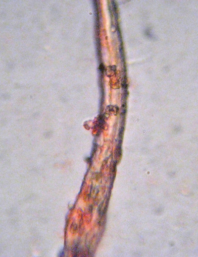 Steccherinum?